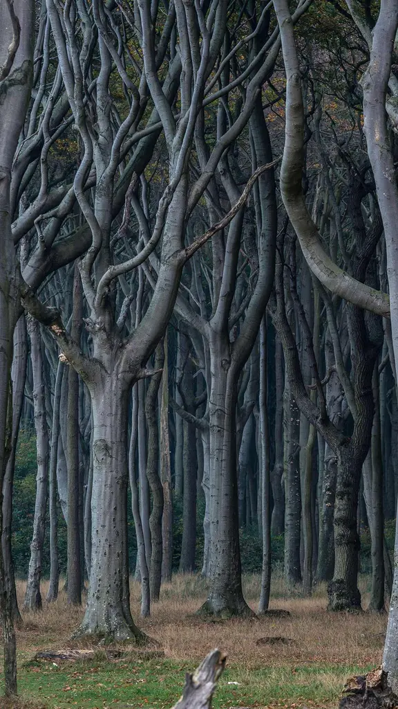 Mysterious woods by the sea