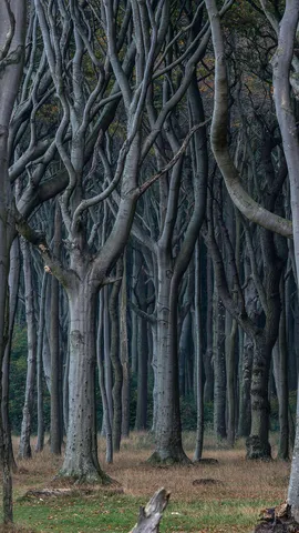 Mysterious woods by the sea