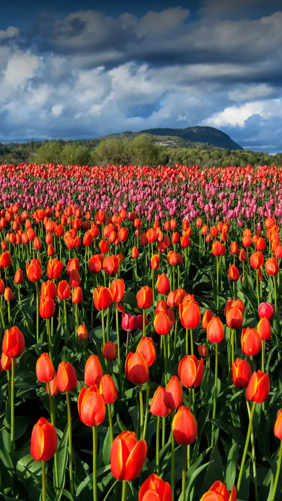 A splash of spring