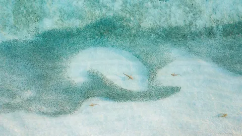 Un branco di squali a caccia