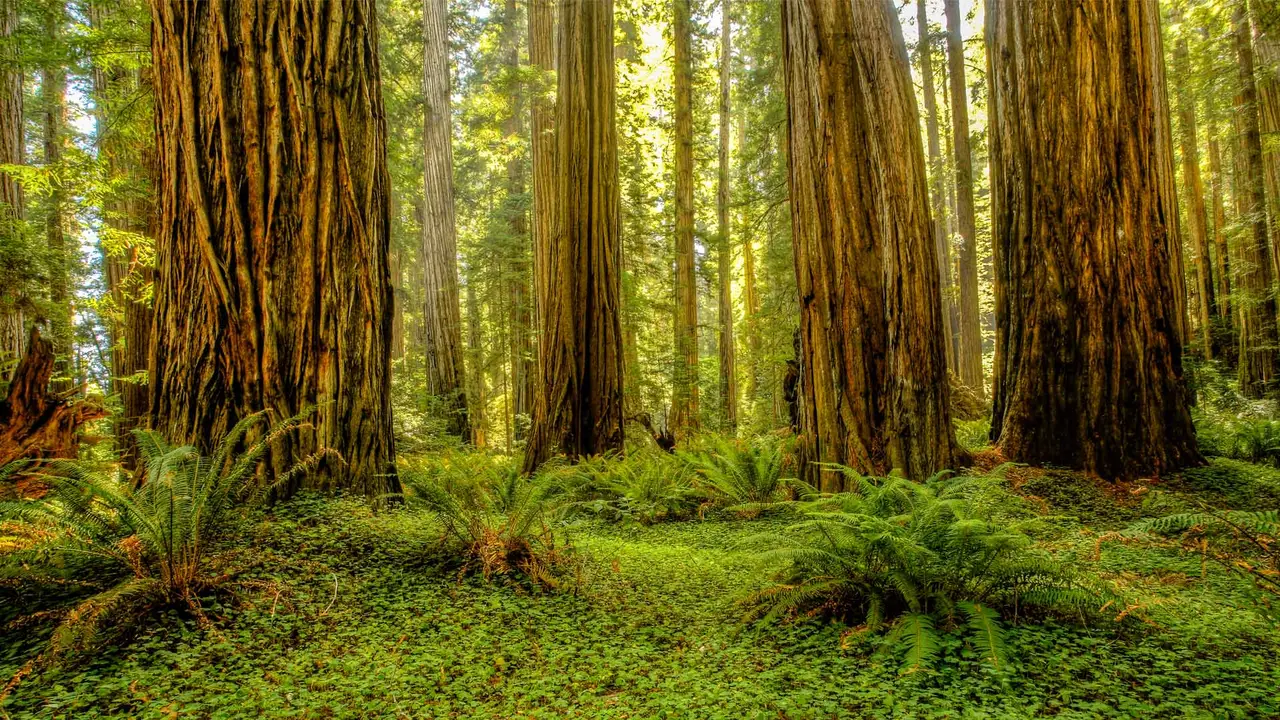 Grove of redwoods in Redwood National and State Parks, California, United States
