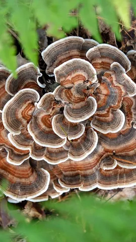 Quer ficar com um fungo?