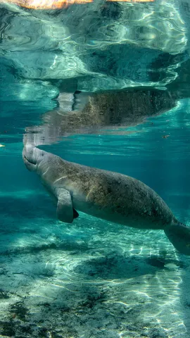 La vida bajo la superficie