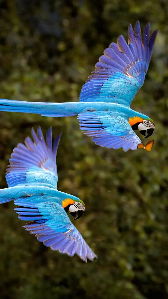 Um v&ocirc;o colorido no c&eacute;u do Pantanal!