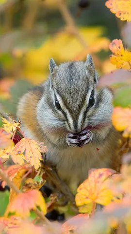 Least chipmunk, Kootenai National Forest, Montana, United States
