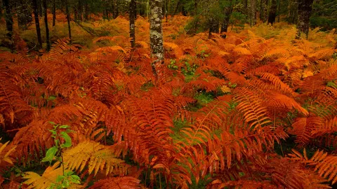 亡灵节上点缀公墓的万寿菊，墨西哥米却肯州