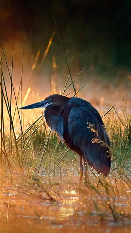 世界最大のサギ