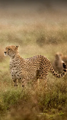 雨の中のチーター