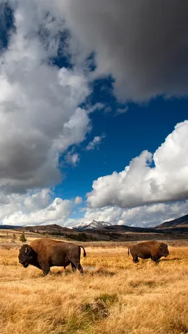 Une ic&ocirc;ne am&eacute;ricaine