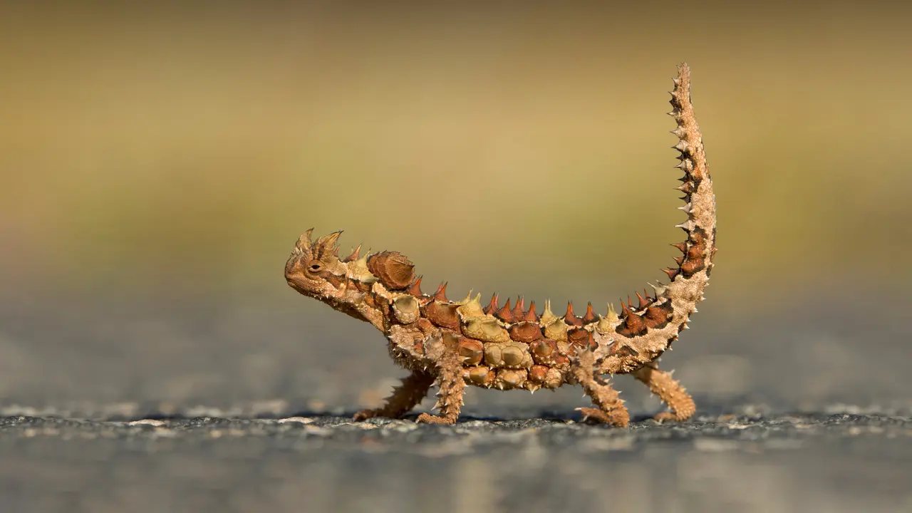 O lagarto punk do deserto!