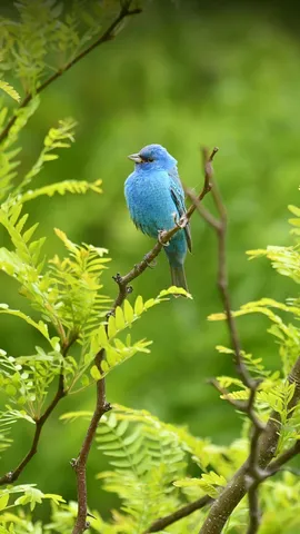 今日は世界渡り鳥の日
