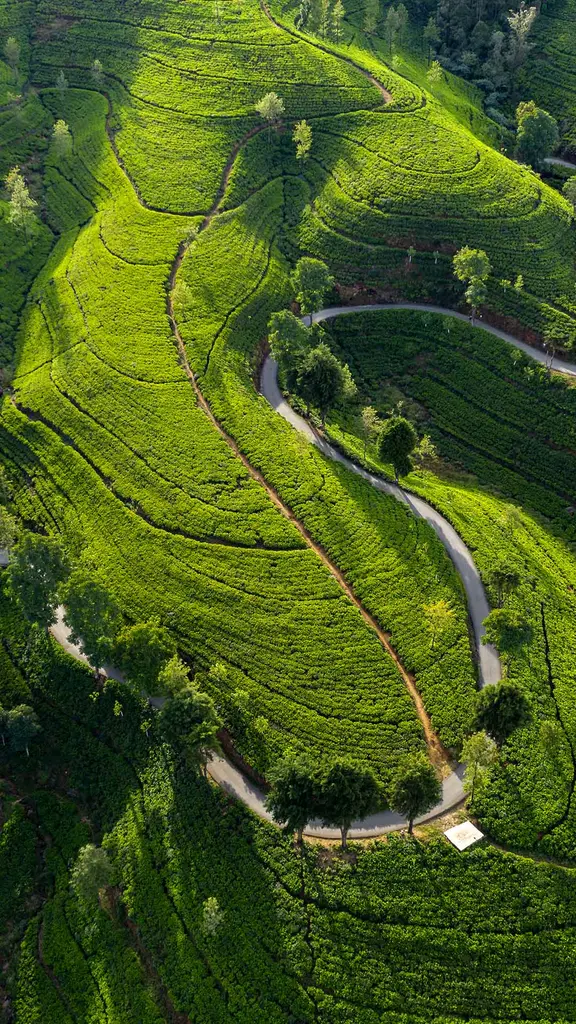 広大な丘陵に広がる茶畑