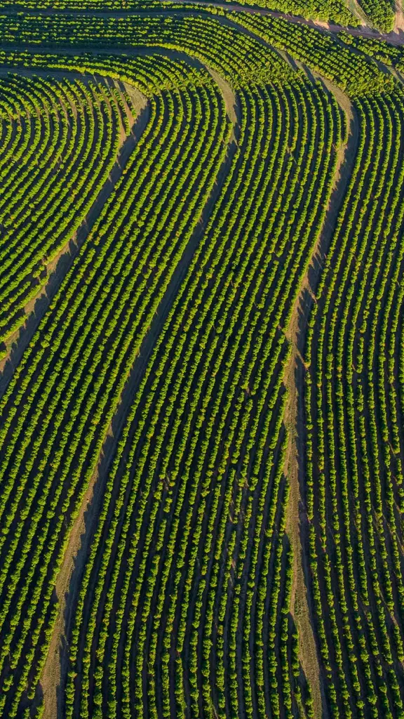 Plantando para poder colher
