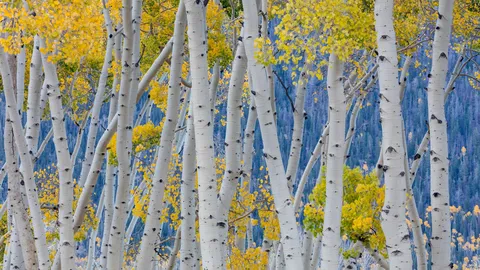 Aspen trees during autumn, Fishlake National Forest, Utah, United States