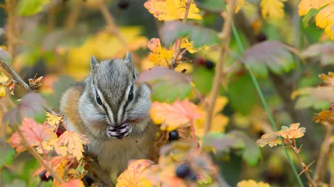 Least chipmunk, Kootenai National Forest, Montana, United States