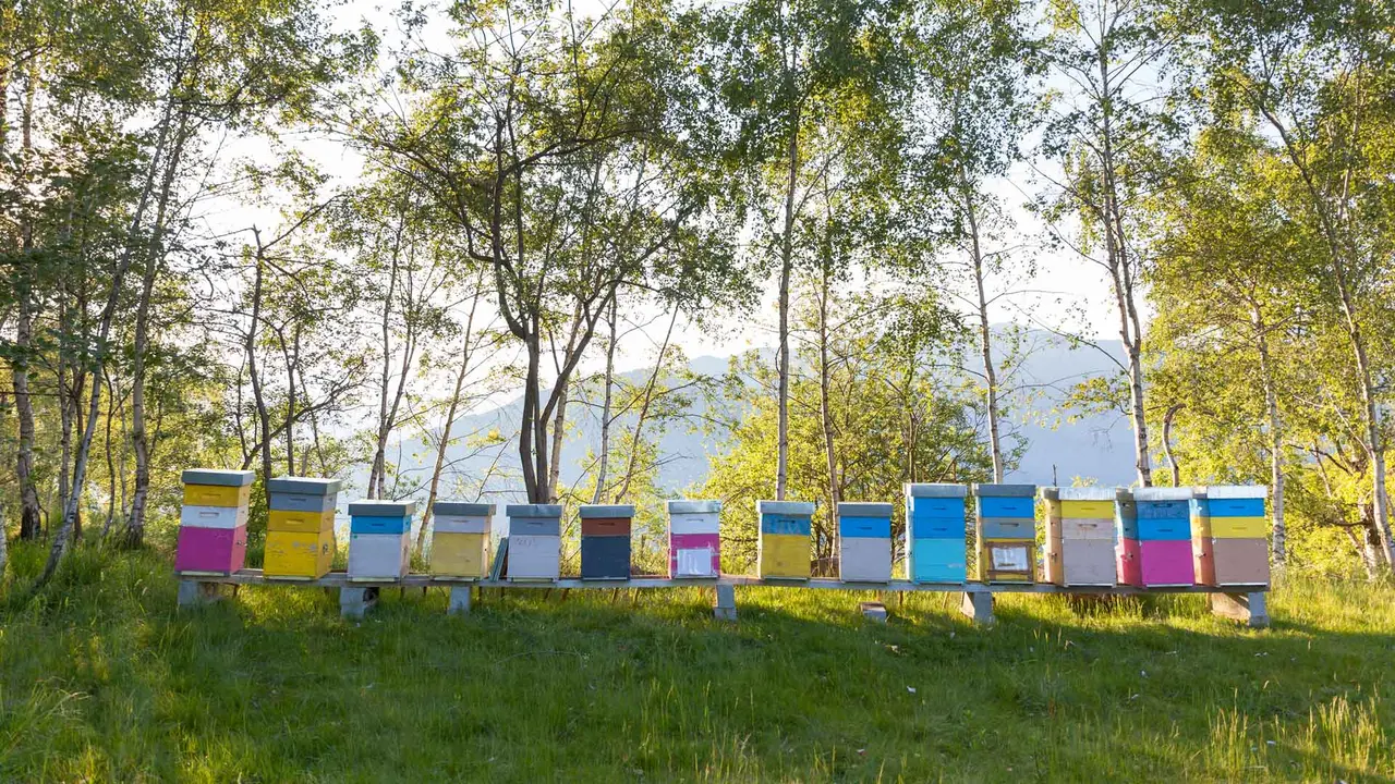 Colourful beehives, Italy