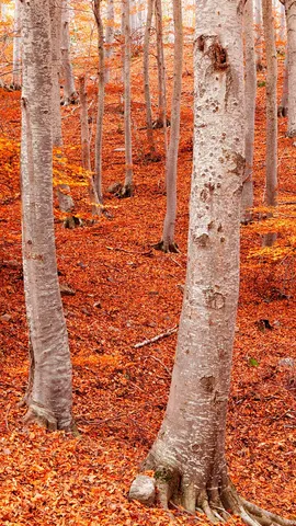 Pe&ntilde;a Roya beech forest, Moncayo Natural Park, Zaragoza, Aragon, Spain