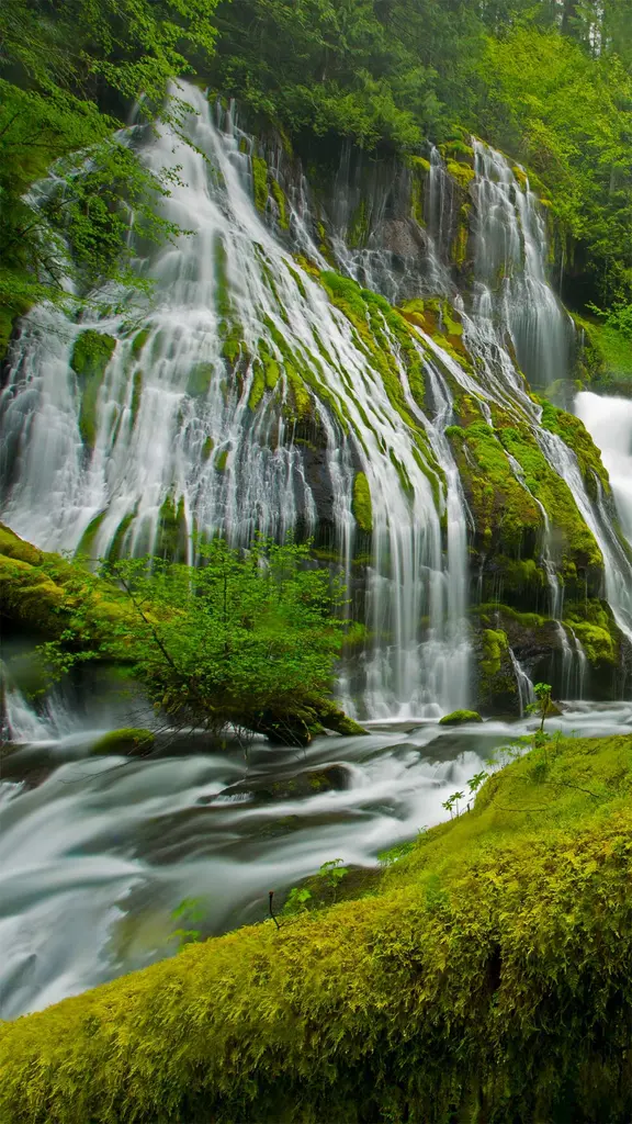 拥有6000年历史的大森林