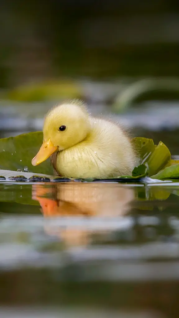 Tremp&eacute; comme un canard !