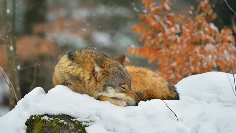 &iexcl;D&eacute;jame dormir un poco m&aacute;s!
