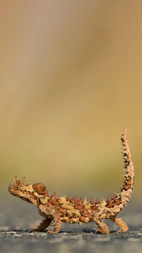 O lagarto punk do deserto!