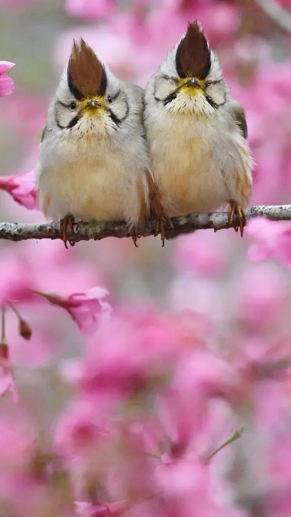 一对互相依偎的褐头凤鹛