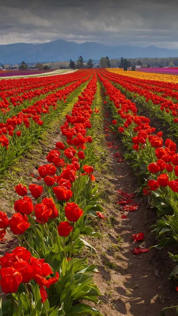 Tulipe ou pas tulipe ?