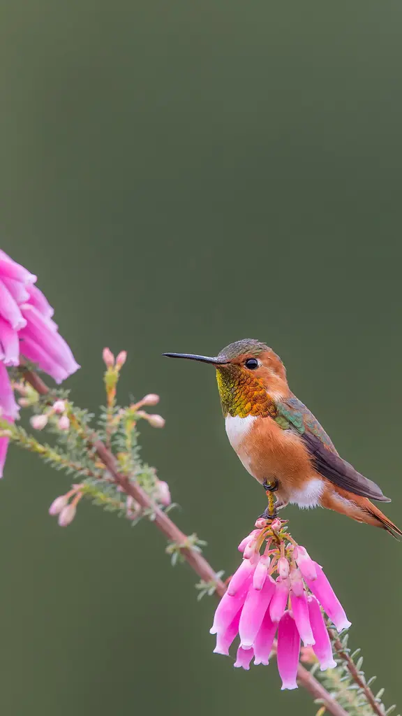 停下来喝点花蜜