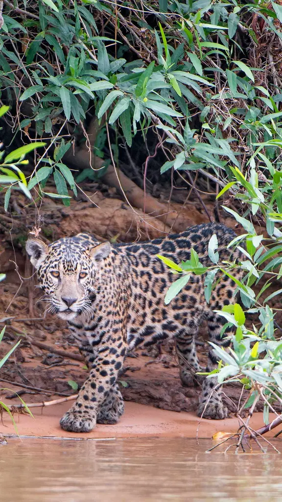 Camuflagem inteligente