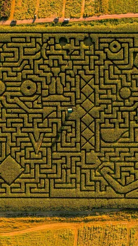 トウモロコシ畑に作られた迷路