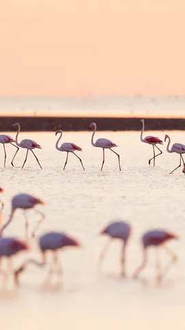 Les divas de la Camargue