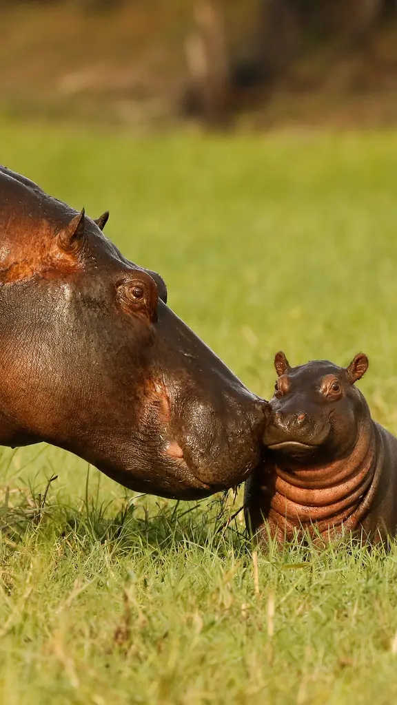 世界河马日，隆重的庆典