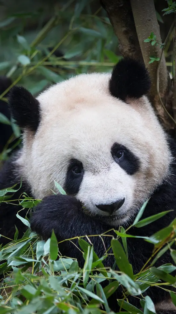 今日はナショナルパンダデー