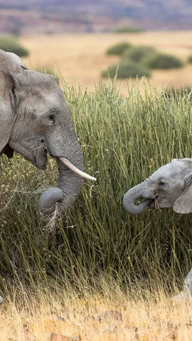 Um o&aacute;sis de resist&ecirc;ncia