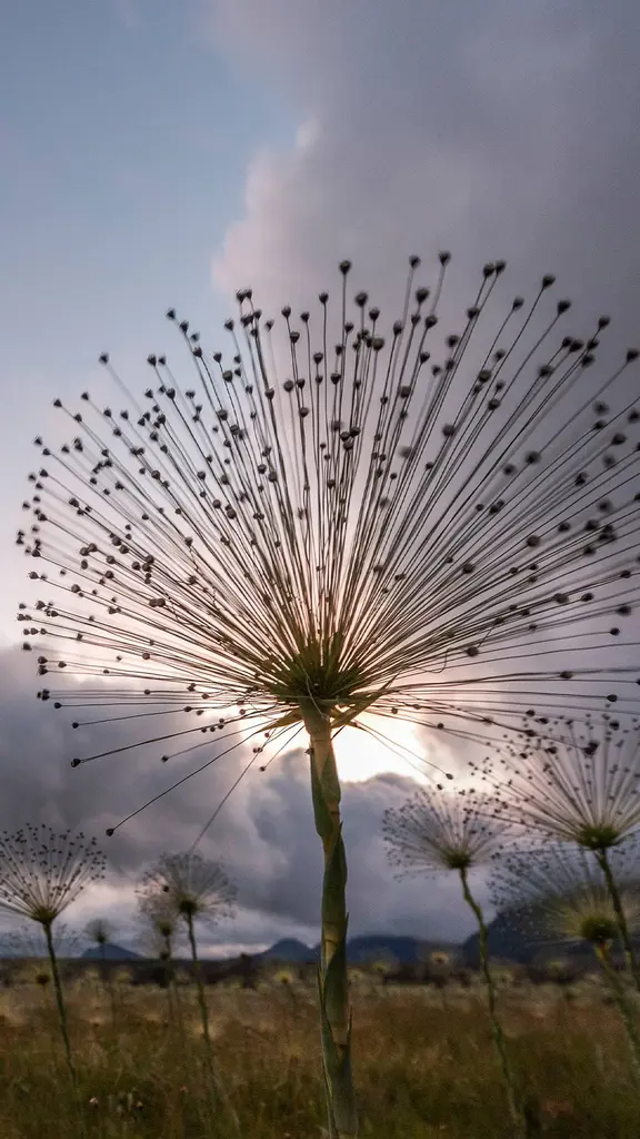 A for&ccedil;a da delicadeza