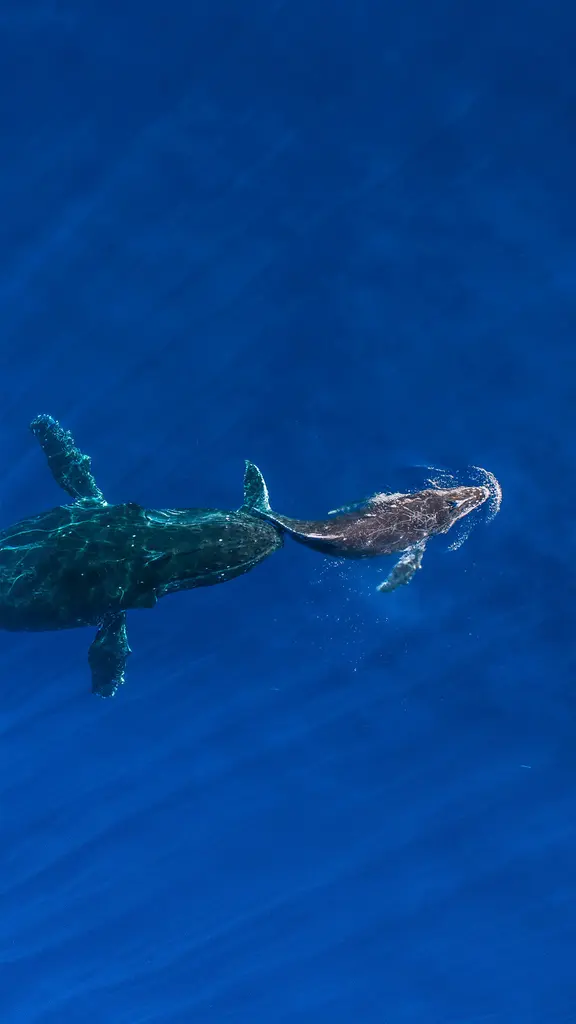 座头鲸妈妈将她熟睡的幼鲸推到水面，夏威夷毛伊岛