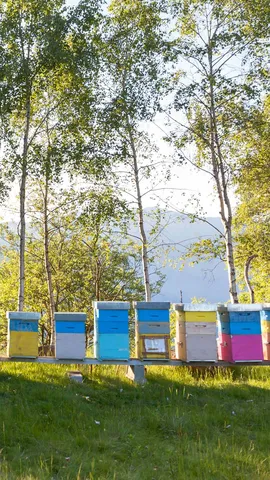 Colourful beehives, Italy