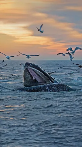 出现在马萨诸塞州海岸附近的座头鲸