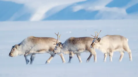 Auguri di buon Natale!
