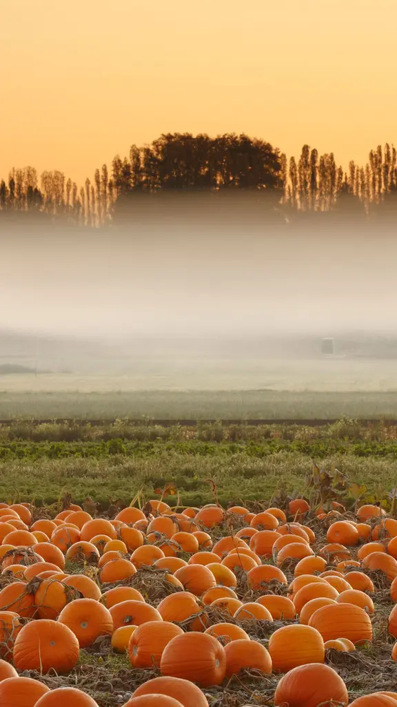 L&rsquo;automne en citrouilles &agrave; Victoria