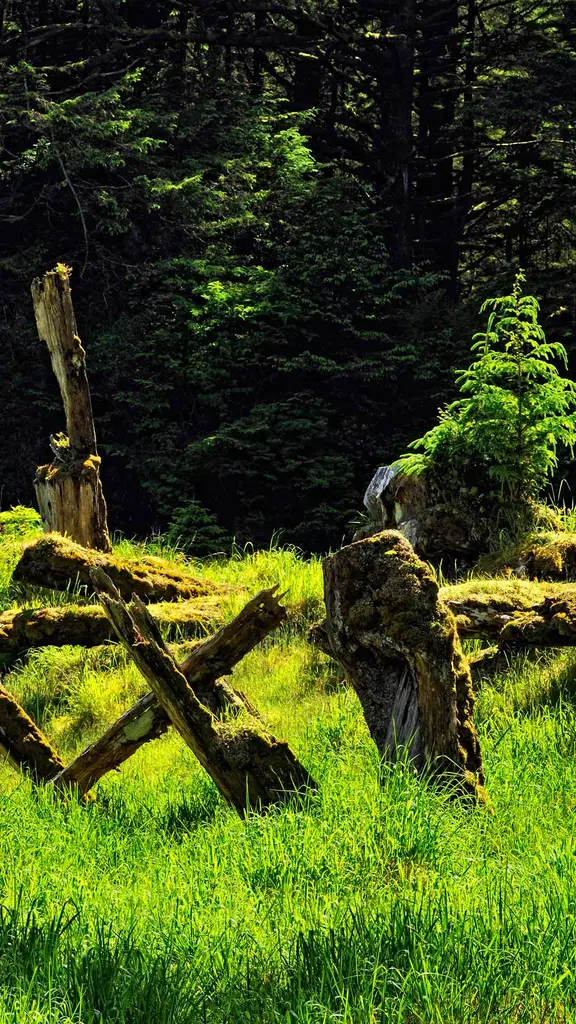 Among the cedar and spruce