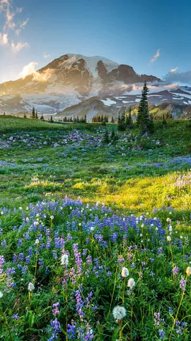 Las flores son las sonrisas de la tierra