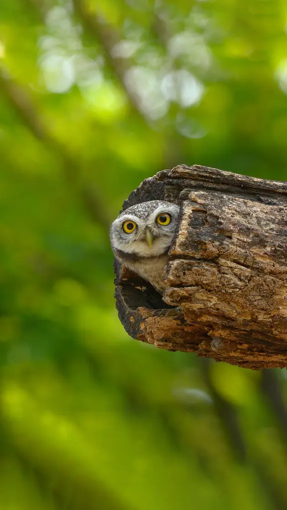 Um grande olhar para uma coruja