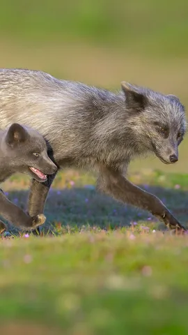 &iexcl;Una bella familia!
