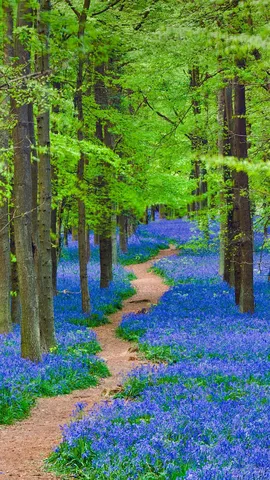 是否有胆量穿过这片蓝铃花丛？