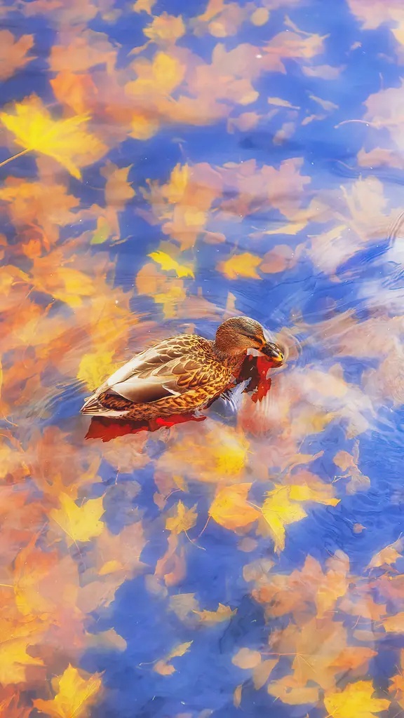 我所有的小鸭子们