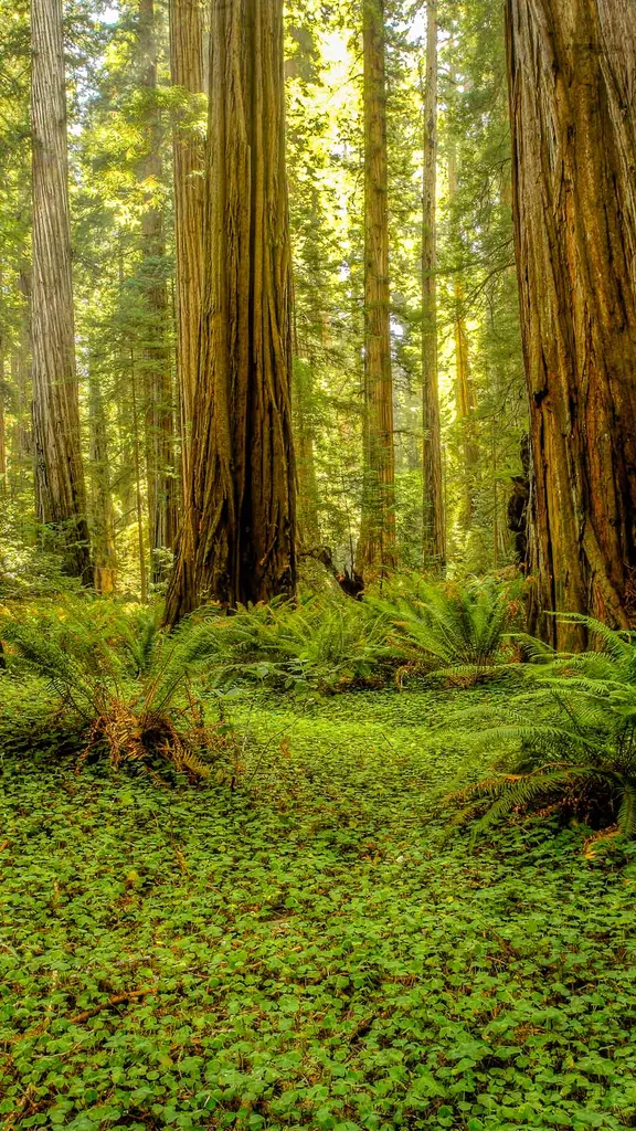 Grove of redwoods in Redwood National and State Parks, California, United States