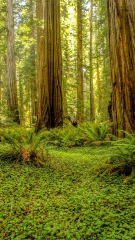 Grove of redwoods in Redwood National and State Parks, California, United States