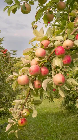 たわわに実るリンゴ