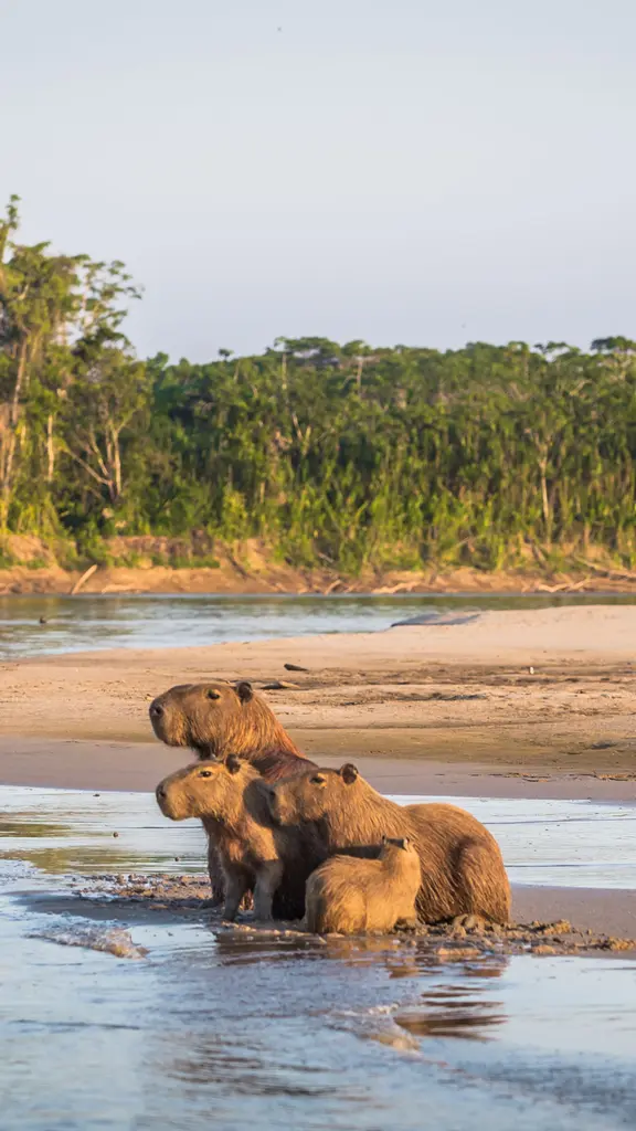 Amor que flui &agrave; beira-rio